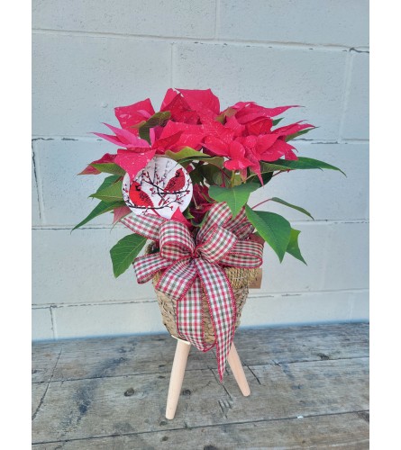 Poinsettia in Basket