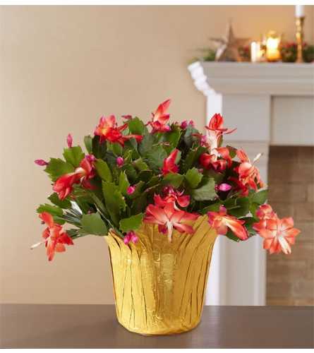 A Festive Christmas Cactus - Standard. An arrangement by North Liberty Flower Shop.