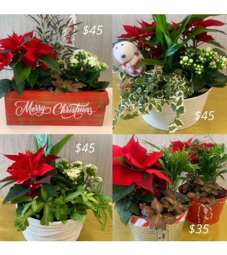 Christmas Planters 2021. An arrangement by Northwest Florist.