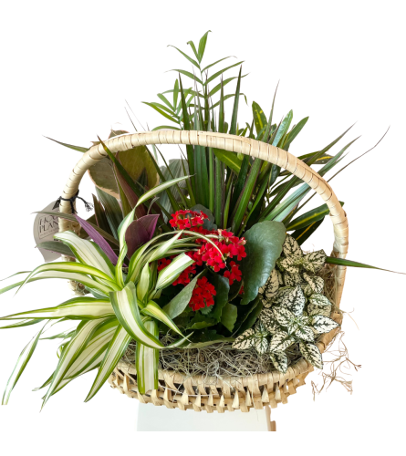 Christmas Plant Basket