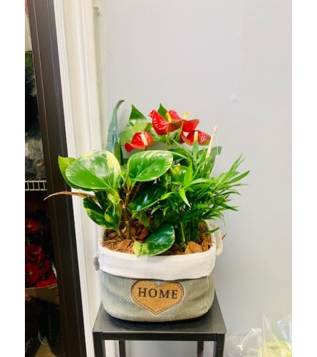 Ceramic Home Planter. An arrangement by Marianna's Flower Island.