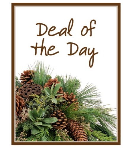 Deal of the Day - Winter