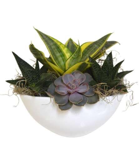 White ceramic Succulent Planter