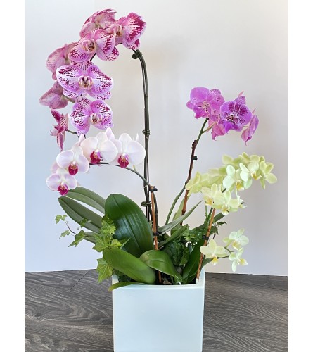 Orchids Planter