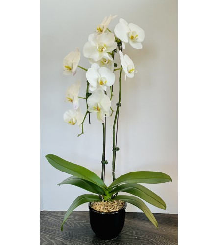 Double Stem Orchid Plant