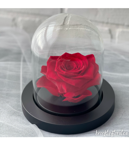 Enchanted Rose (Classic Red)