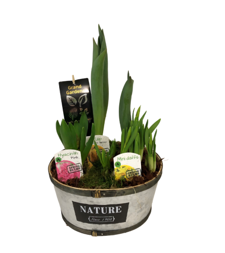 Spring Bulb Planter Nature Basket