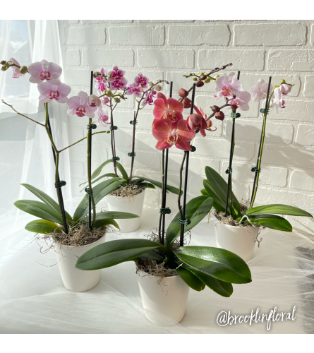 Orchid In A Pot (1)