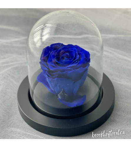 Enchanted Rose (Blue)