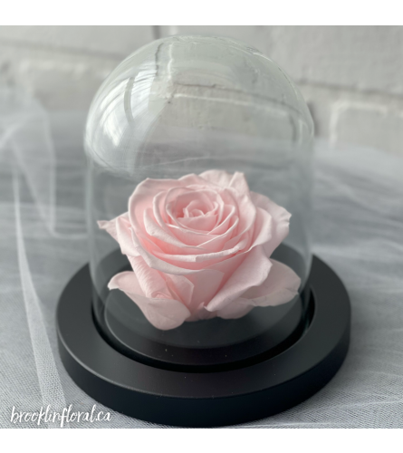 Enchanted Rose (Soft Pink)