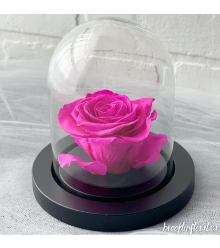 Enchanted Rose (Hot Pink)