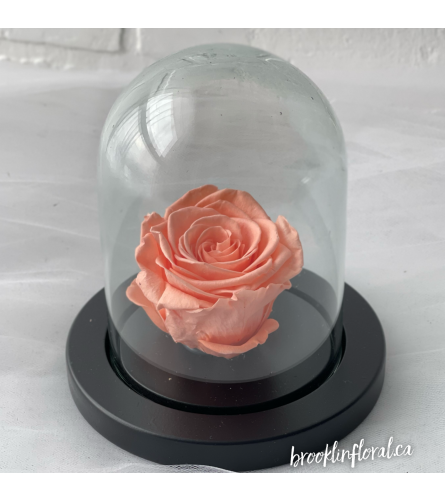Enchanted Rose (Peach). An arrangement by Brooklin Floral and Garden Shoppe Inc..