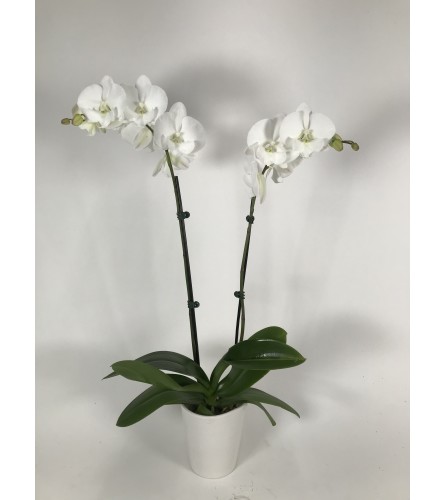 Graceful double orchids