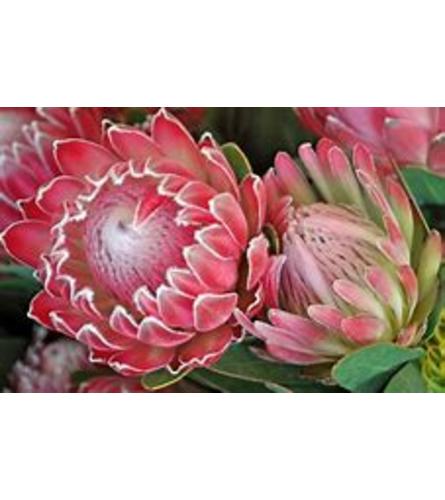 Arrangement with Protea etc.