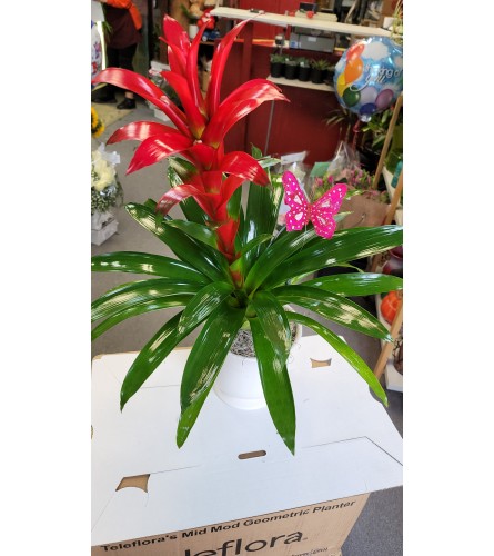 Bromelia Love