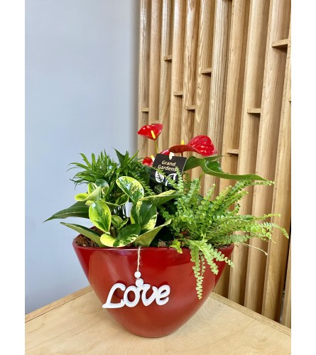 Red Anthurium Planter. An arrangement by Floral Images.