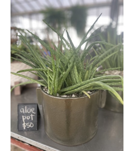 Aloe Handle Pot