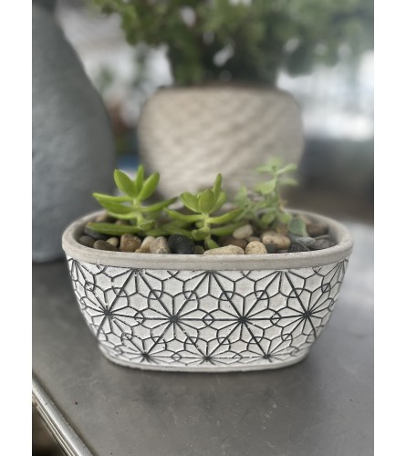 Succulent Dish Garden / Black and White Pot. An arrangement by Metcalfe Florist and Pleasant View Greenhouses.