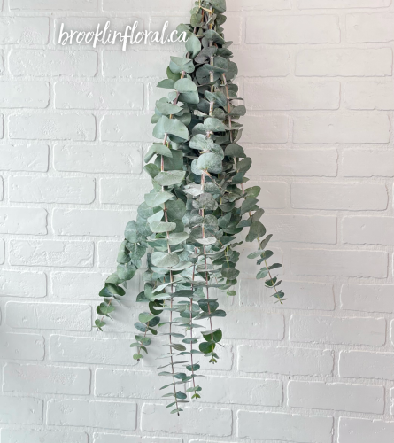 Fresh Eucalyptus Bundle. An arrangement by Brooklin Floral and Garden Shoppe Inc..