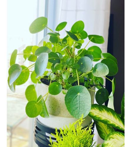 Pass it Along Plant (Pilea). An arrangement by Napanee Blooms.