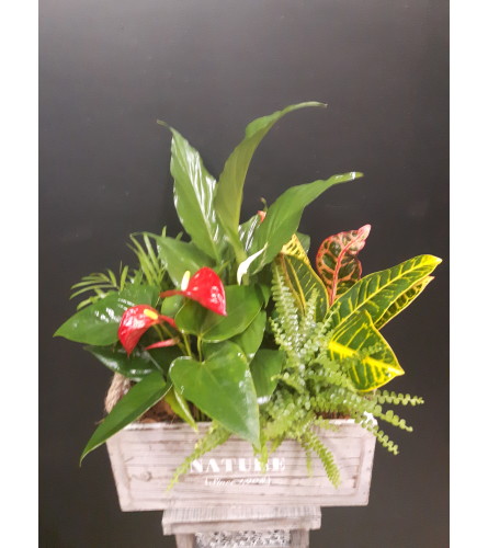 Tropical Nature Box Planter