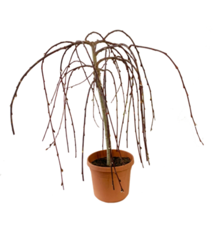 PUSSY WILLOW TREE IN CLAY POT