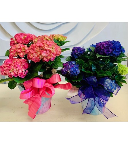 Colorful Hydrangea Plant. An arrangement by Marianna's Flower Island.