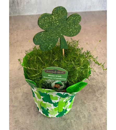 Irish Moss Plant 4"