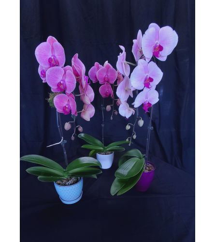 EVOLET ELEGANCE ORCHID PLANT