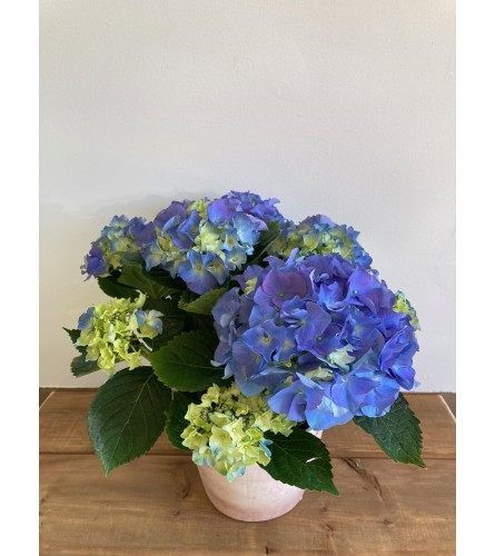 Hydrangea Potted. An arrangement by Mayfield Flowers.