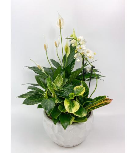 Peaceful Orchid Planter