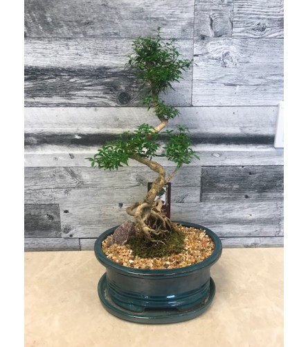 11 Bonsai Tree. An arrangement by Owen Sound Flowers.