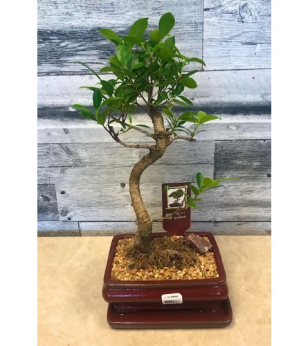 8" Fiscus Bonsai Tree