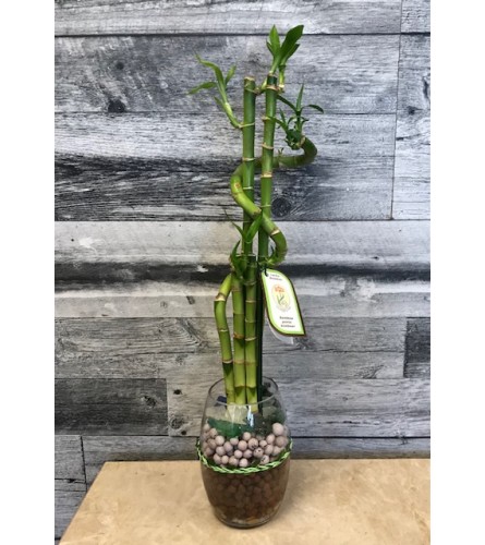 Lucky Bamboo  in Leca and Sea Glass