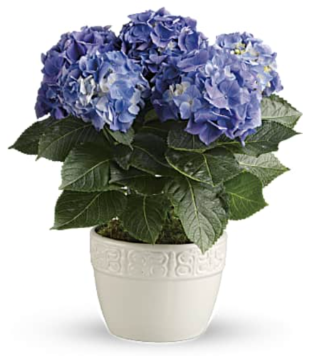 Hydrangea Plants in Blue and Pink