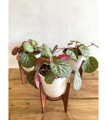 4" Strawberry Begonia