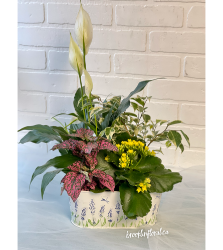 Lavender Potted Tropical Garden