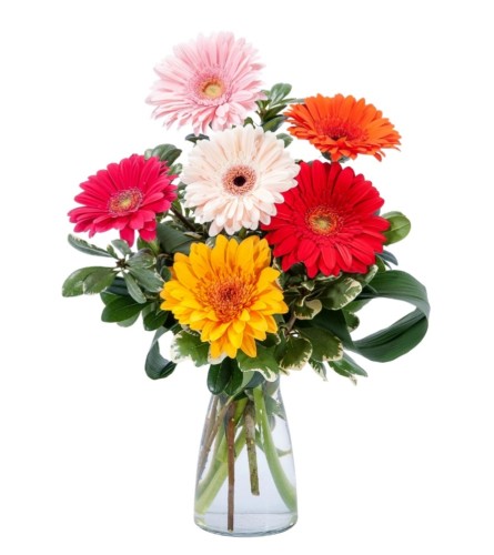 Happy, happy gerbera