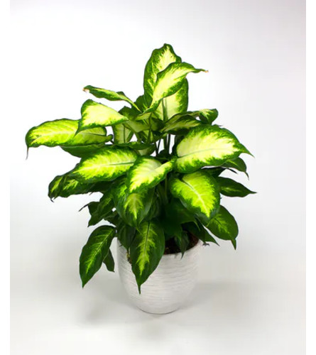 Dieffenbachia S.