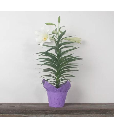 Easter Lily Potted Plant. An arrangement by Balloon Bouquets Plus.