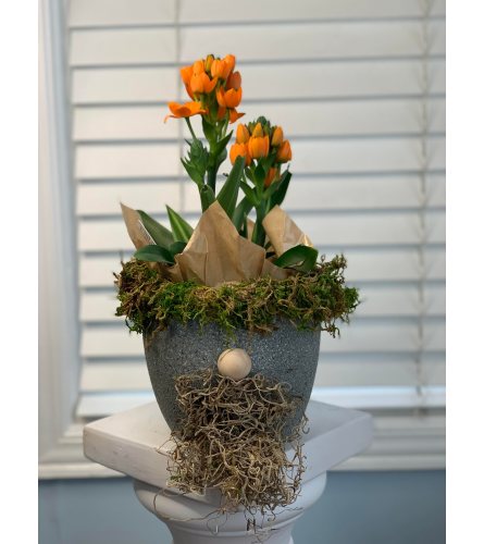 Gnome Planter with Ornithogalum Plant. An arrangement by Lori's Hearts and Flowers.