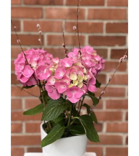 Dressed Hydrangea Plant