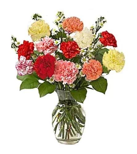 12 Carnations for Mother's Day (wrapped or vase)