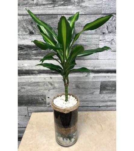 Dracaena Plant in Glass Vase