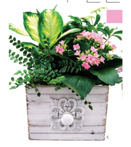 Linwood Planter Dish Garden (medium). An arrangement by Lori's Hearts and Flowers.