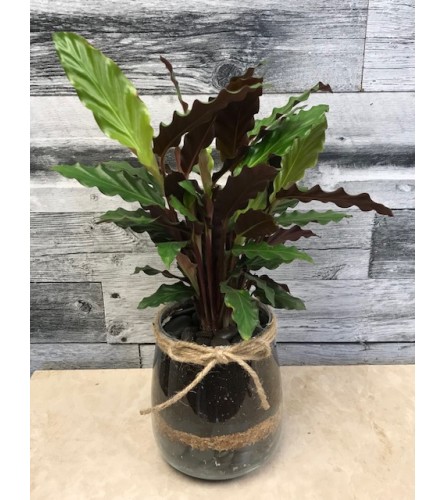 Calathea Ruffles Plant in Glass Vase