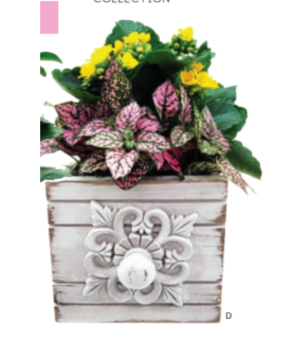 Linwood Planter Dish Garden (Small)