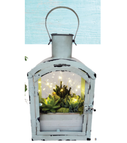 Brighton Lantern Indoor Succulent Garden