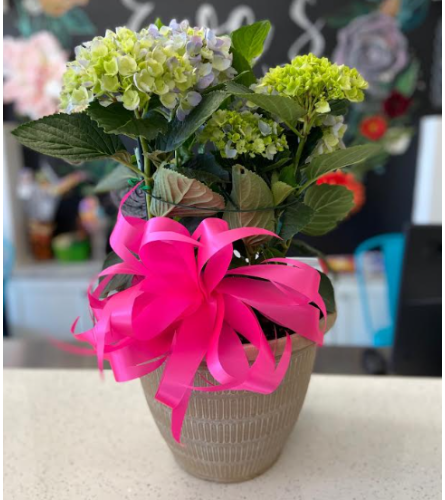 Blooming Spring Hydrangea