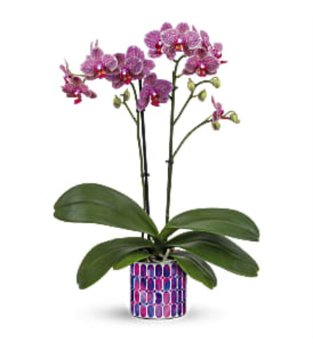 The Jewel Shine Orchid. An arrangement by Flowers of Jacksonville.